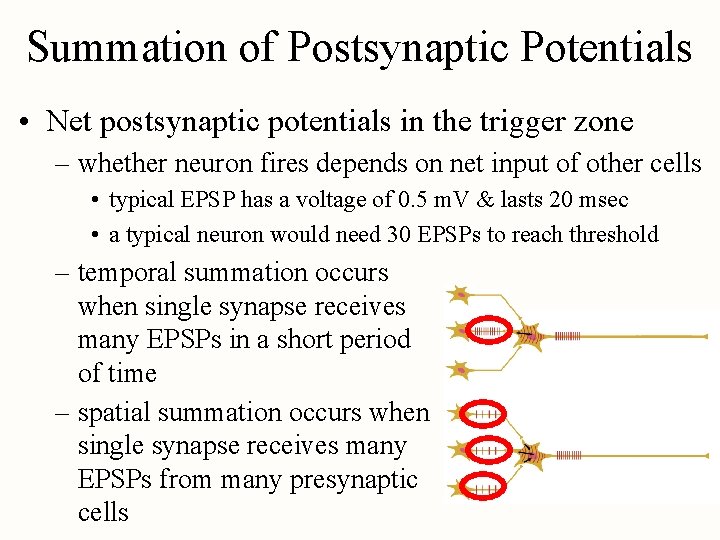 Summation of Postsynaptic Potentials • Net postsynaptic potentials in the trigger zone – whether
