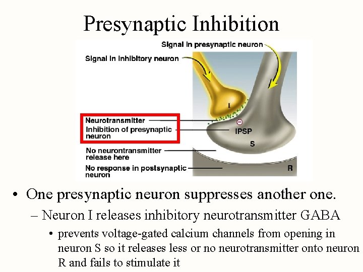 Presynaptic Inhibition • One presynaptic neuron suppresses another one. – Neuron I releases inhibitory