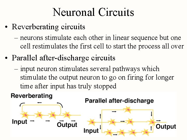 Neuronal Circuits • Reverberating circuits – neurons stimulate each other in linear sequence but