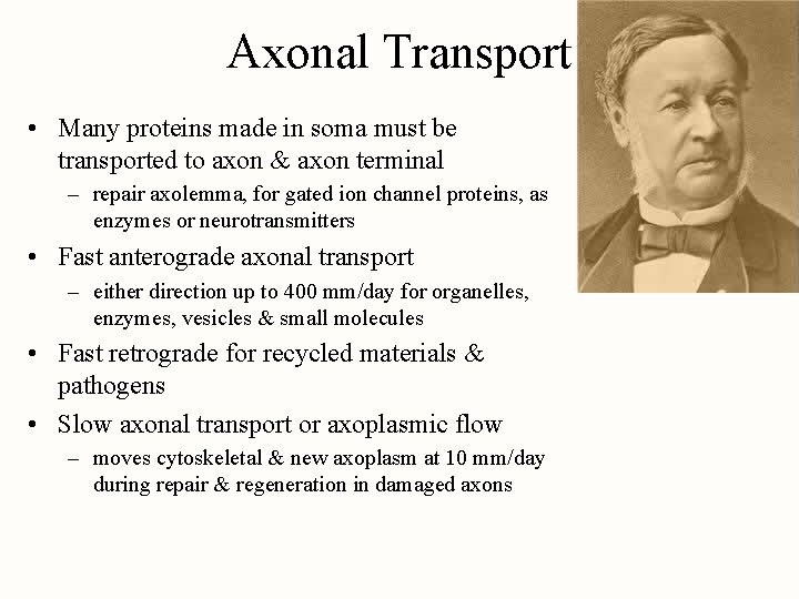 Axonal Transport • Many proteins made in soma must be transported to axon &