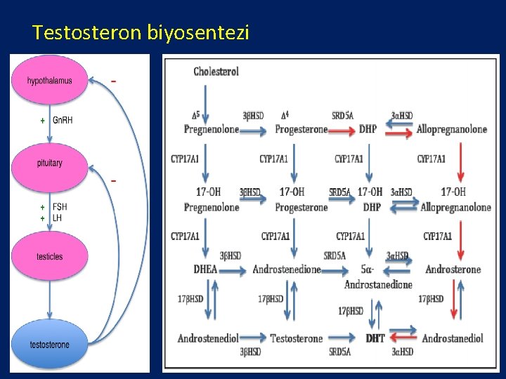 Testosteron biyosentezi 