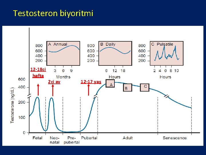 Testosteron biyoritmi 12 -18 ci hafta 2 ci ay 12 -17 yaş 