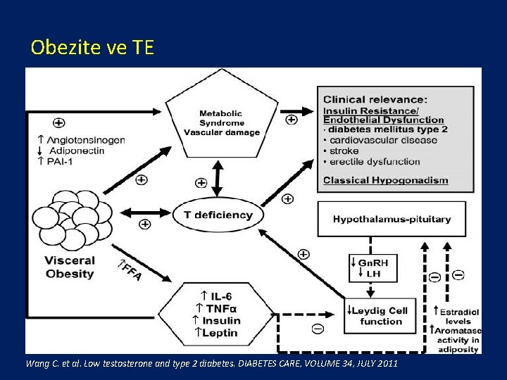 Obezite ve TE Wang C. et al. Low testosterone and type 2 diabetes. DIABETES