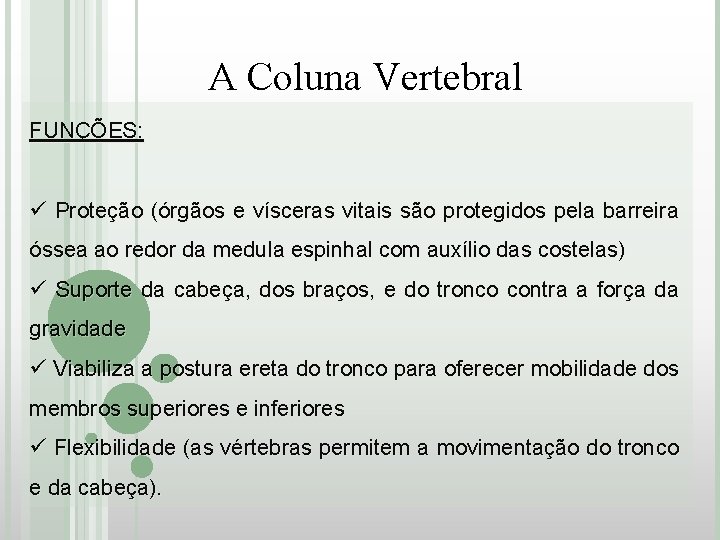 A Coluna Vertebral FUNÇÕES: ü Proteção (órgãos e vísceras vitais são protegidos pela barreira