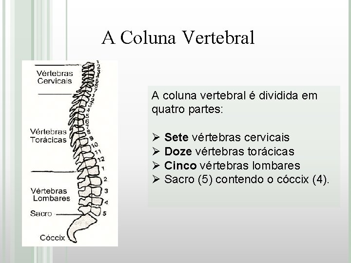 A Coluna Vertebral A coluna vertebral é dividida em quatro partes: Ø Sete vértebras