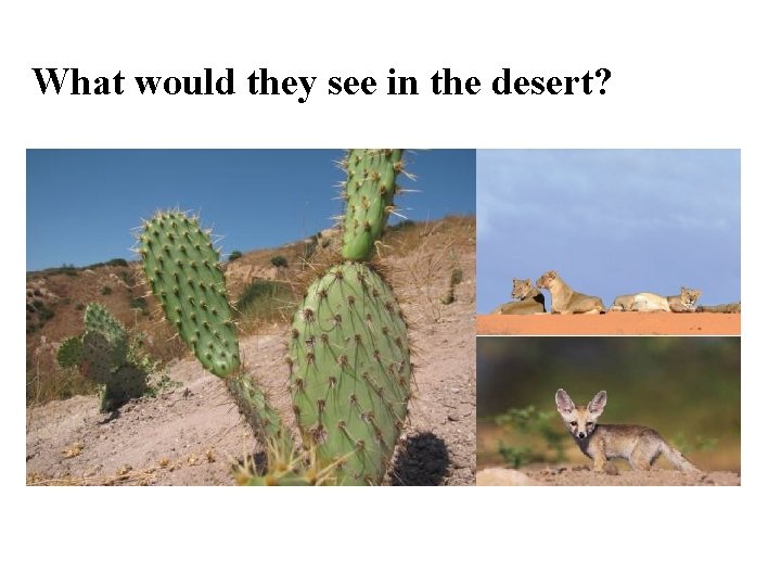 What would they see in the desert? 