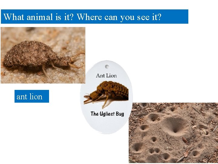 What animal is it? Where can you see it? ant lion 