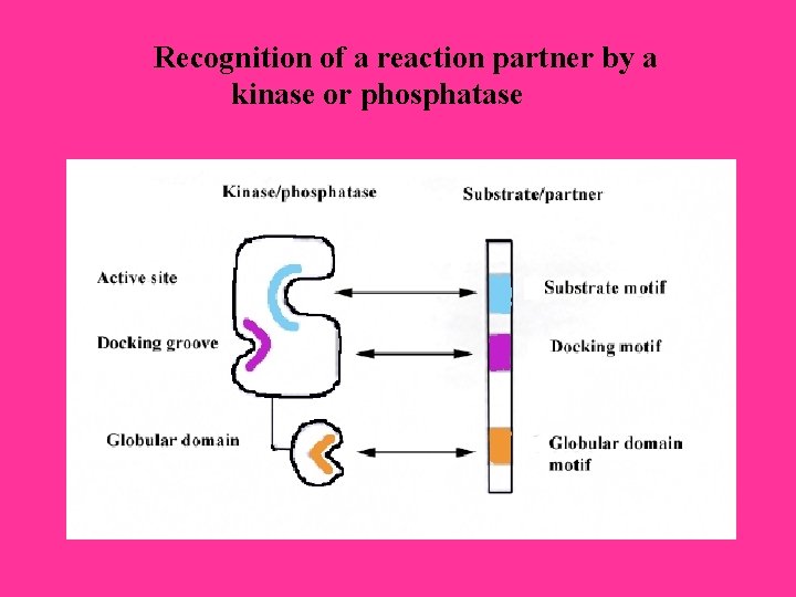 Recognition of a reaction partner by a kinase or phosphatase Recognition of a reaction partner by a kinase or phosphatase