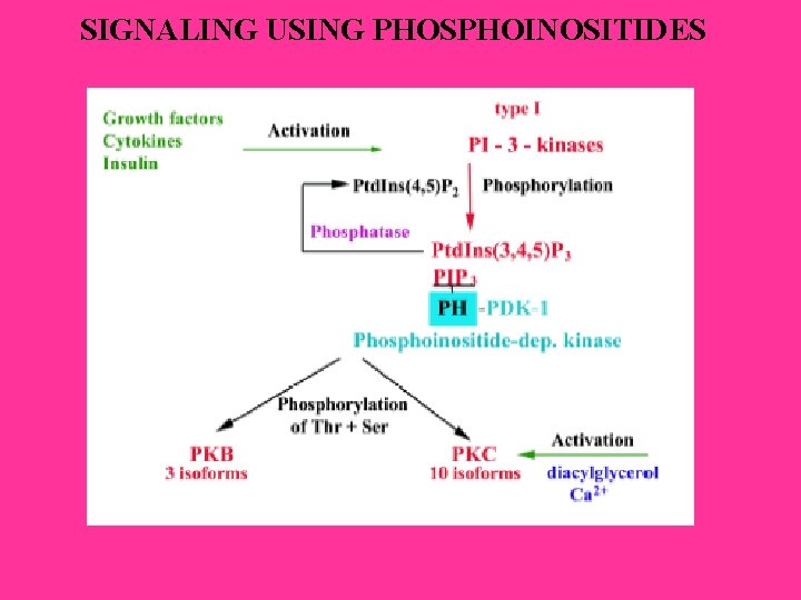 SIGNALING USING PHOSPHOINOSITIDES SIGNALING USING PHOSPHOINOSITIDES