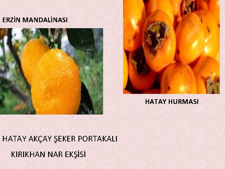 ERZİN MANDALİNASI HATAY HURMASI HATAY AKÇAY ŞEKER PORTAKALI KIRIKHAN NAR EKŞİSİ ERZİN MANDALİNASI HATAY HURMASI HATAY AKÇAY ŞEKER PORTAKALI KIRIKHAN NAR EKŞİSİ
