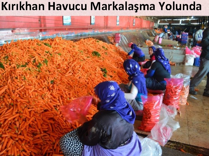 Kırıkhan Havucu Markalaşma Yolunda Kırıkhan Havucu Markalaşma Yolunda