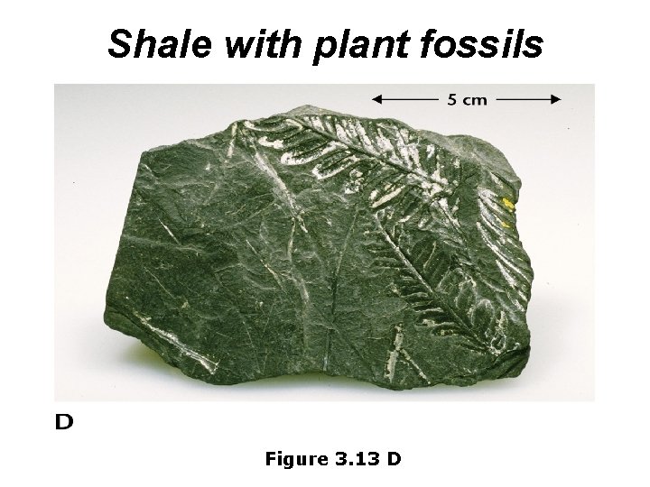 Shale with plant fossils Figure 3. 13 D 