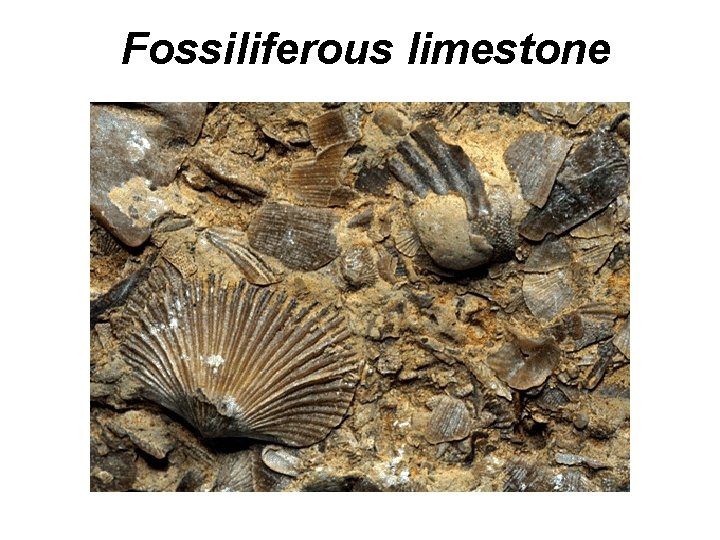 Fossiliferous limestone 