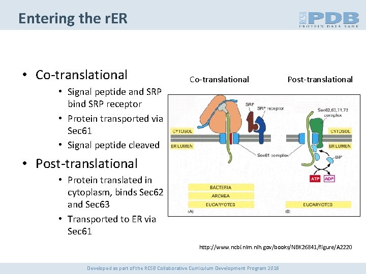 Entering the r. ER • Co-translational Post-translational • Signal peptide and SRP bind SRP