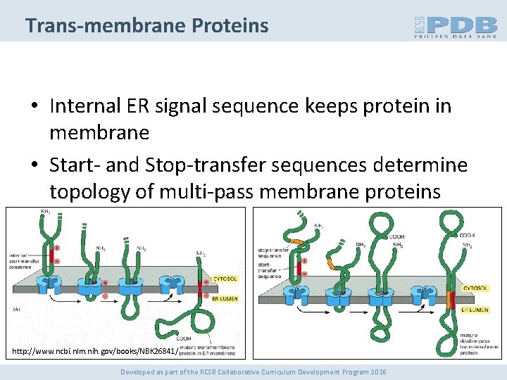 Trans-membrane Proteins • Internal ER signal sequence keeps protein in membrane • Start- and