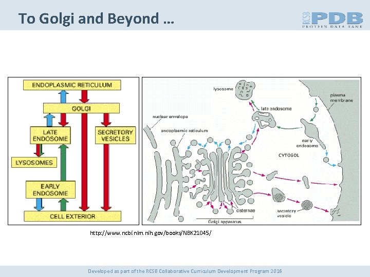 To Golgi and Beyond … http: //www. ncbi. nlm. nih. gov/books/NBK 21045/ Developed as