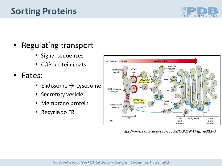 Sorting Proteins • Regulating transport • Signal sequences • COP protein coats • Fates: