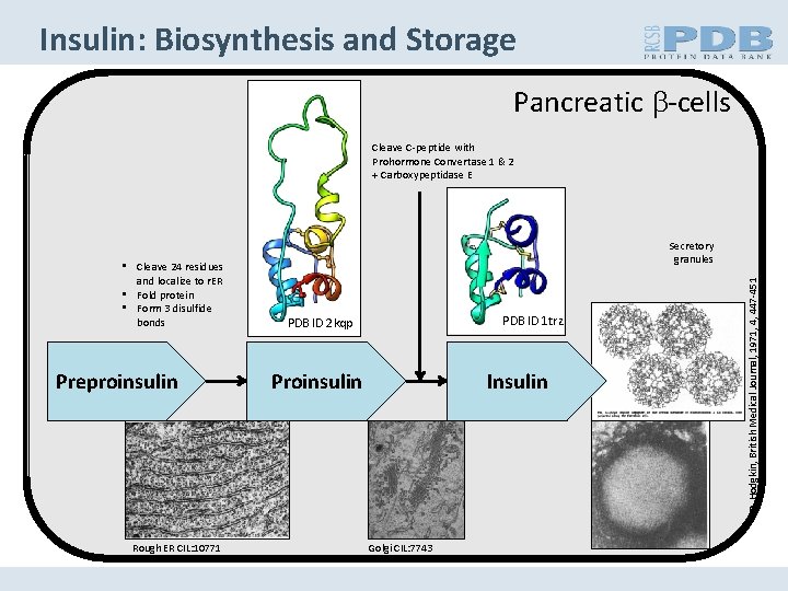 Insulin: Biosynthesis and Storage Pancreatic b-cells Cleave C-peptide with Prohormone Convertase 1 & 2