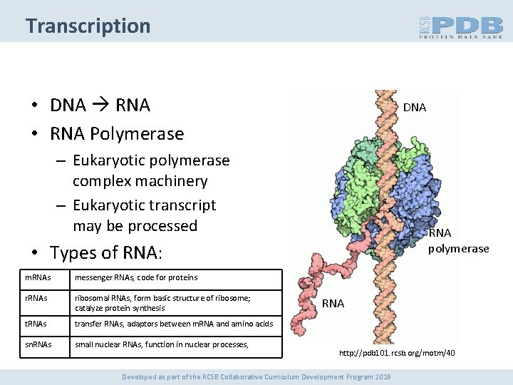 Transcription • DNA RNA • RNA Polymerase DNA – Eukaryotic polymerase complex machinery –