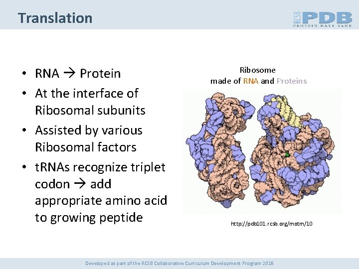 Translation • RNA Protein • At the interface of Ribosomal subunits • Assisted by