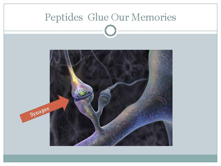 Peptides Glue Our Memories e S ps a n y 