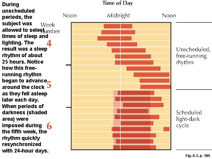 During unscheduled periods, the subject was allowed to select times of sleep and lighting. During unscheduled periods, the subject was allowed to select times of sleep and lighting.