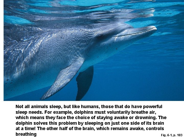 Not all animals sleep, but like humans, those that do have powerful sleep needs. Not all animals sleep, but like humans, those that do have powerful sleep needs.