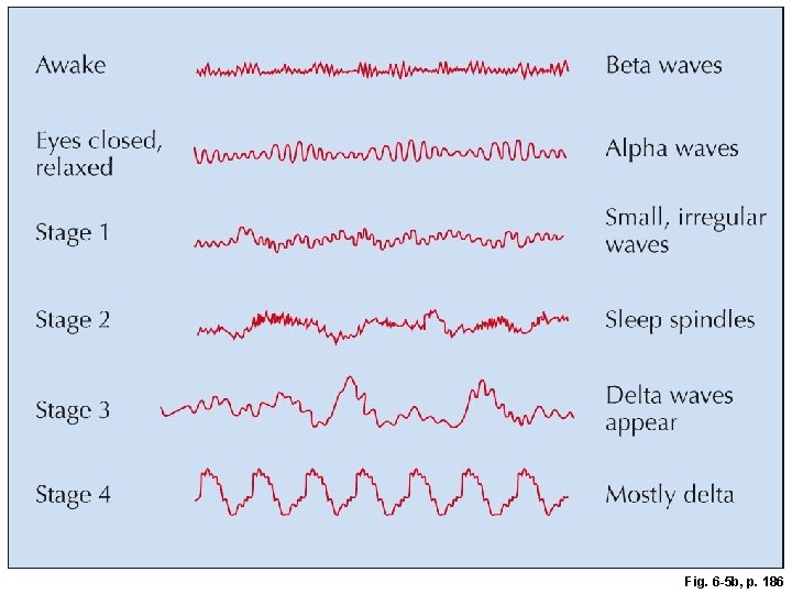 Fig. 6 -5 b, p. 186 Fig. 6 -5 b, p. 186