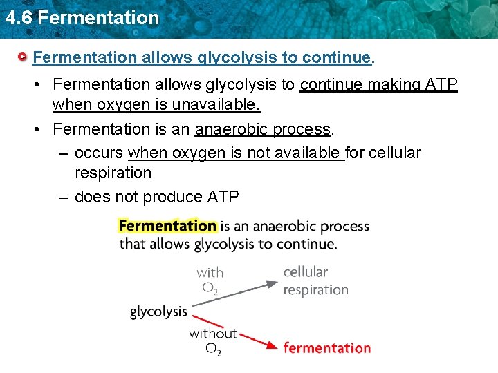 4. 6 Fermentation allows glycolysis to continue. • Fermentation allows glycolysis to continue making