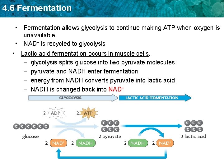 4. 6 Fermentation • Fermentation allows glycolysis to continue making ATP when oxygen is
