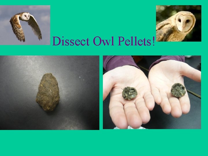 Dissect Owl Pellets! 