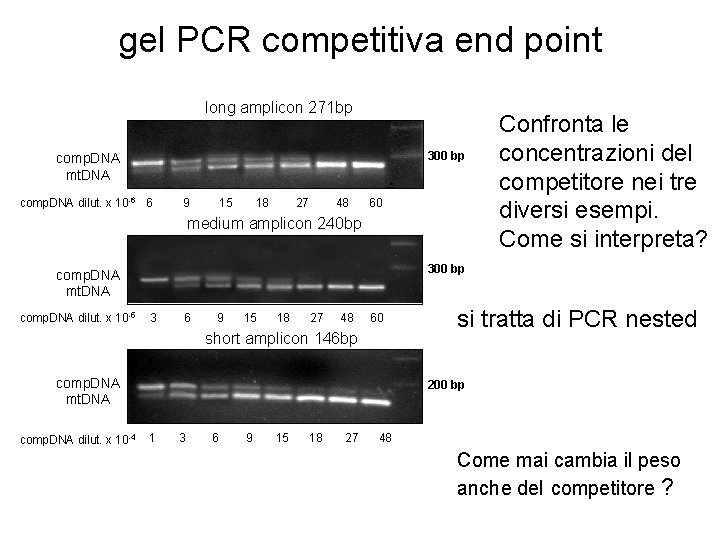 gel PCR competitiva end point long amplicon 271 bp 300 bp comp. DNA mt.