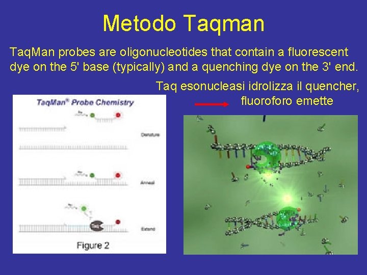 Metodo Taqman Taq. Man probes are oligonucleotides that contain a fluorescent dye on the