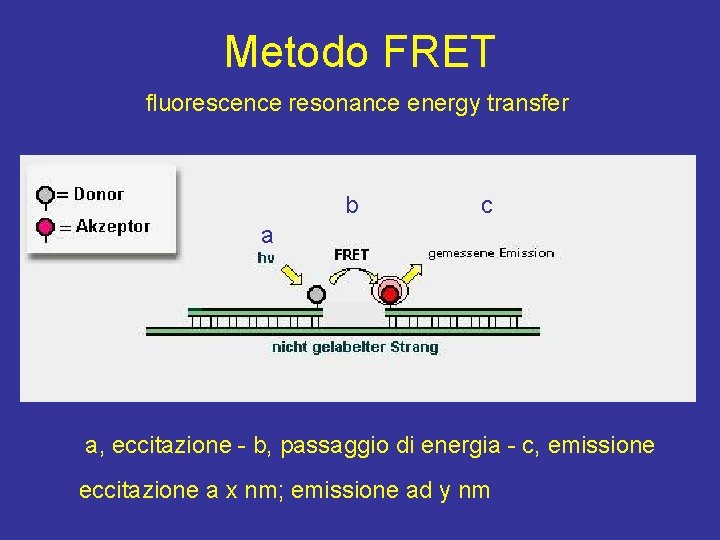 Metodo FRET fluorescence resonance energy transfer b c a a, eccitazione - b, passaggio
