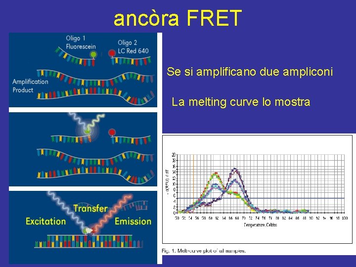 ancòra FRET Se si amplificano due ampliconi La melting curve lo mostra 