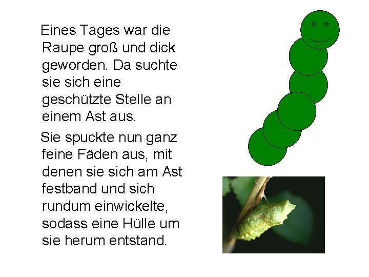 Eines Tages war die Raupe groß und dick geworden. Da suchte sich eine geschützte