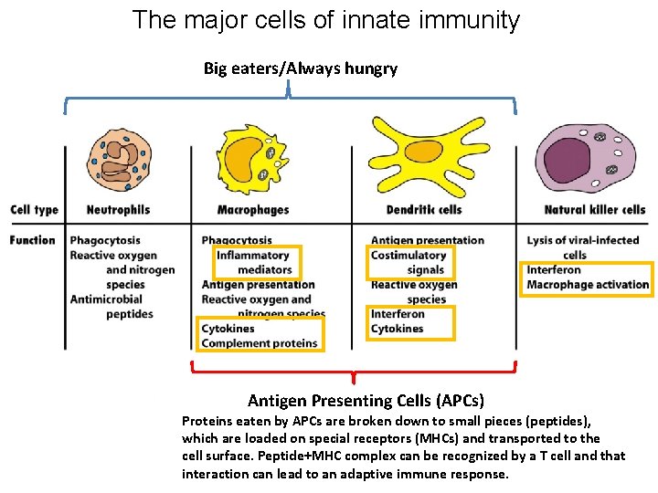 The major cells of innate immunity Big eaters/Always hungry Antigen Presenting Cells (APCs) Proteins