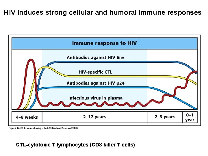 HIV induces strong cellular and humoral immune responses CTL-cytotoxic T lymphocytes (CD 8 killer