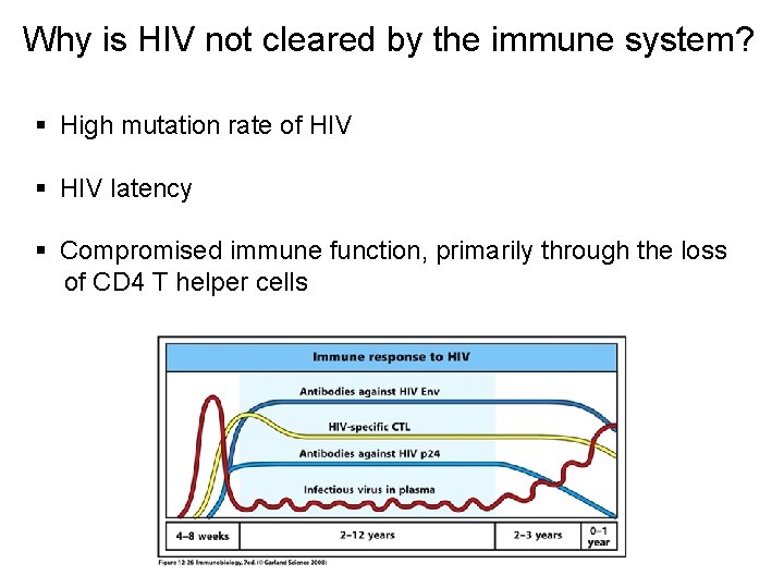 Why is HIV not cleared by the immune system? § High mutation rate of