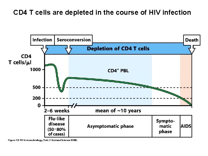 CD 4 T cells are depleted in the course of HIV infection 