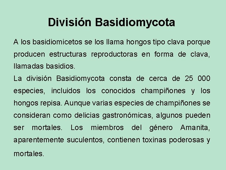 División Basidiomycota A los basidiomicetos se los llama hongos tipo clava porque producen estructuras