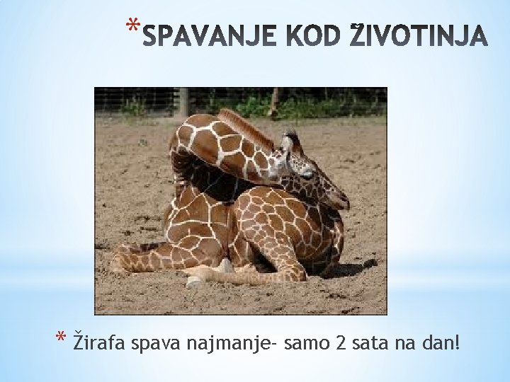 * * Žirafa spava najmanje- samo 2 sata na dan! 