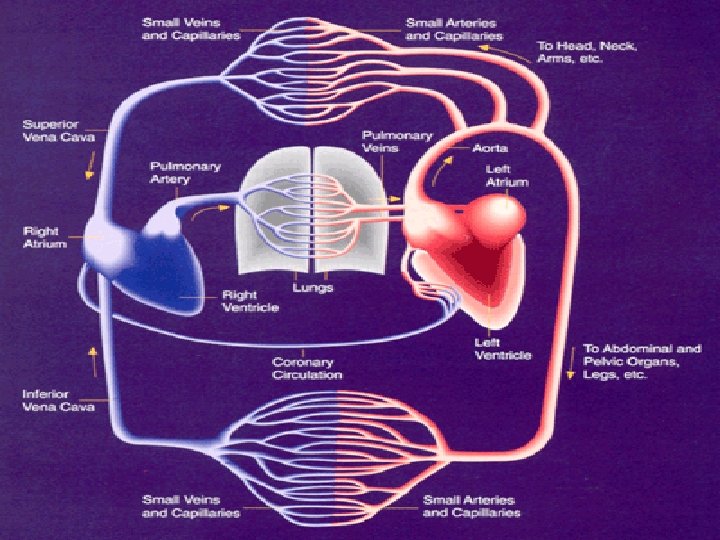 The Cardiovascular System Structure Function and Measurement Chapter