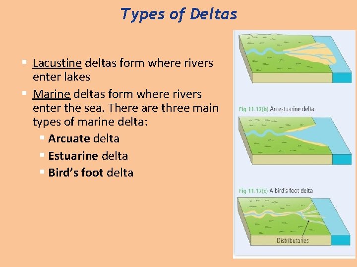 Types of Deltas § Lacustine deltas form where rivers enter lakes § Marine deltas