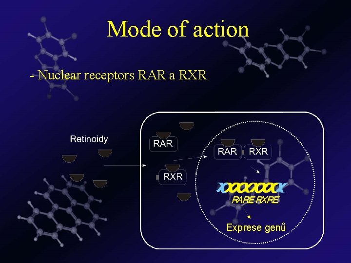  Mode of action - Nuclear receptors RAR a RXR Exprese genů 