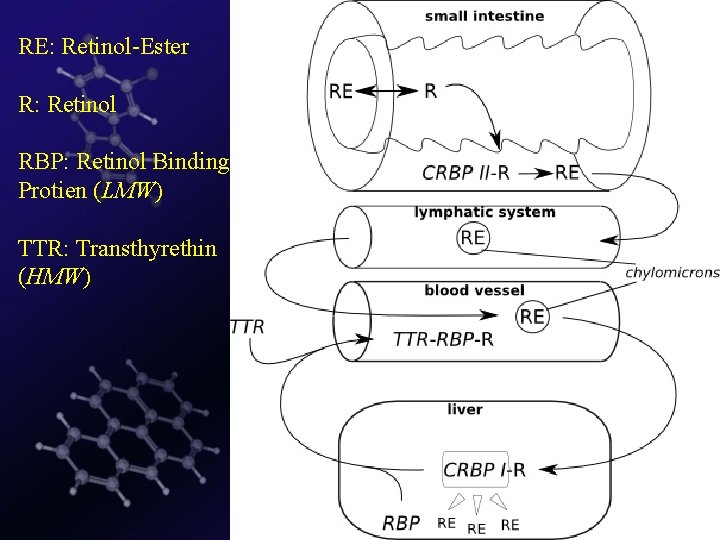 RE: Retinol-Ester R: Retinol RBP: Retinol Binding Protien (LMW) TTR: Transthyrethin (HMW) 