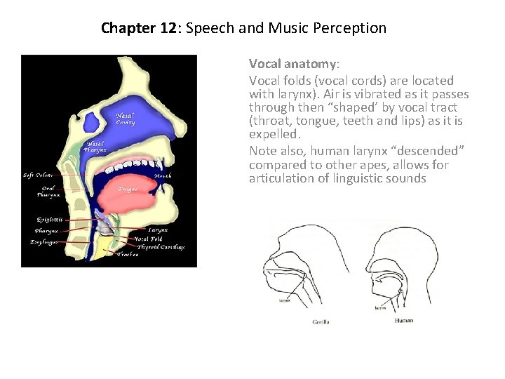 Chapter 12: Speech and Music Perception Vocal anatomy: Vocal folds (vocal cords) are located