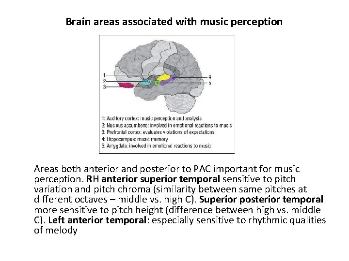 Brain areas associated with music perception Areas both anterior and posterior to PAC important