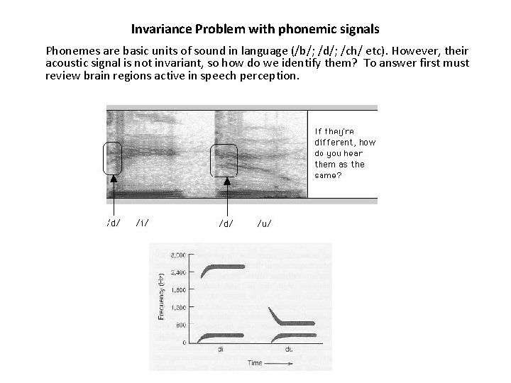 Invariance Problem with phonemic signals Phonemes are basic units of sound in language (/b/;