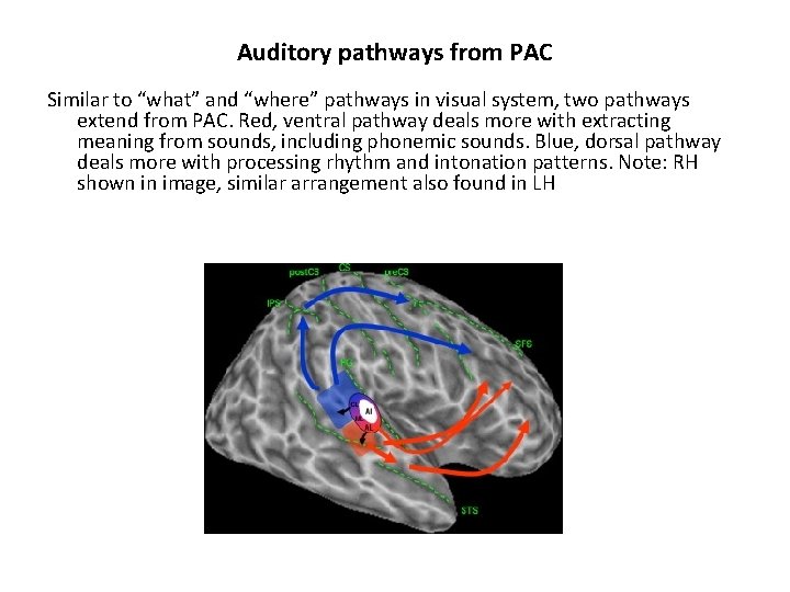 Auditory pathways from PAC Similar to “what” and “where” pathways in visual system, two